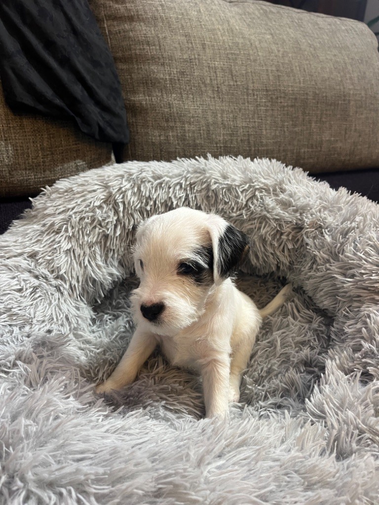 Du Rush En Saphir - Parson Russell Terrier - Portée née le 27/11/2023