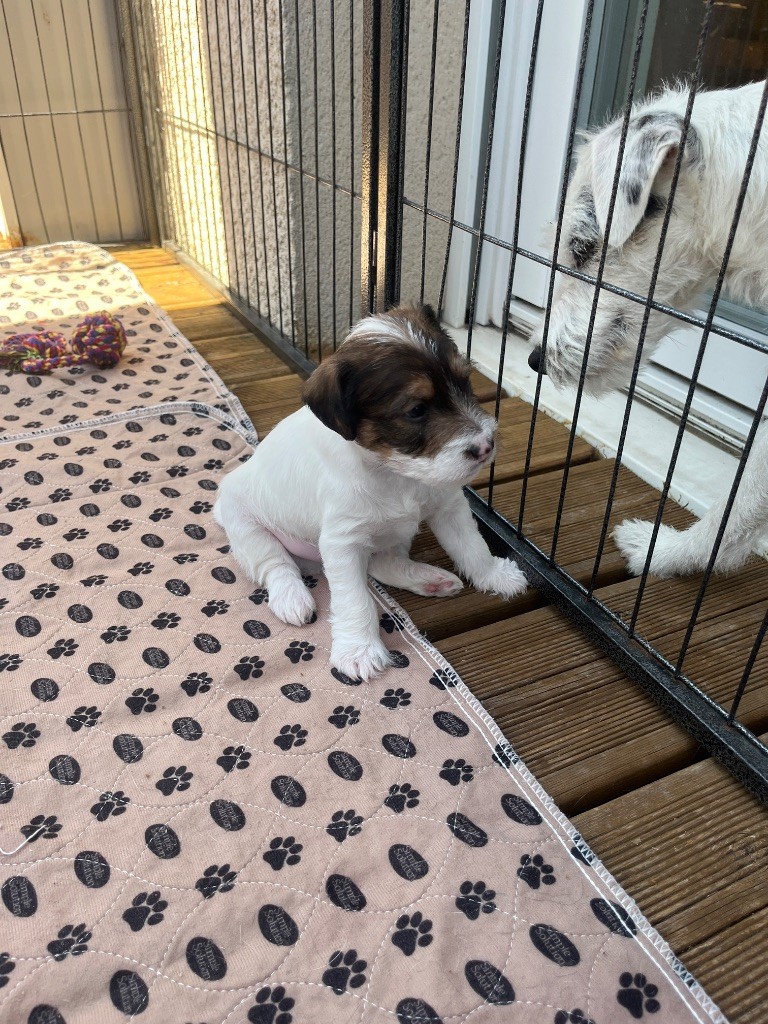 Du Rush En Saphir - Chiots disponibles - Parson Russell Terrier