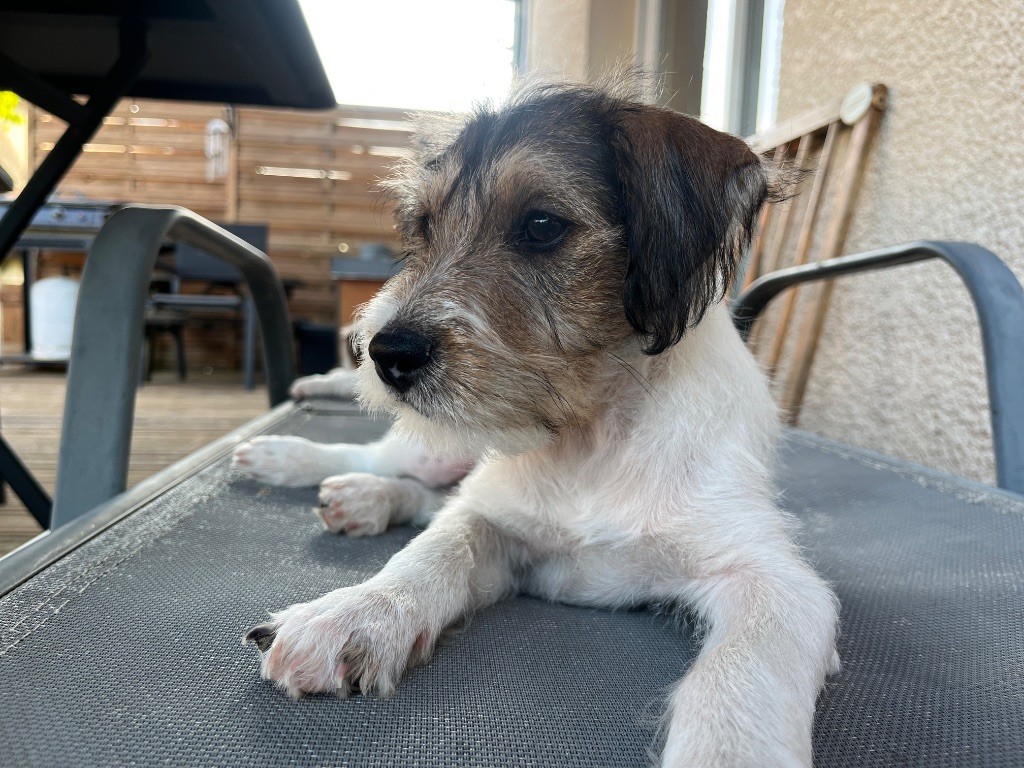 Du Rush En Saphir - Chiots disponibles - Parson Russell Terrier