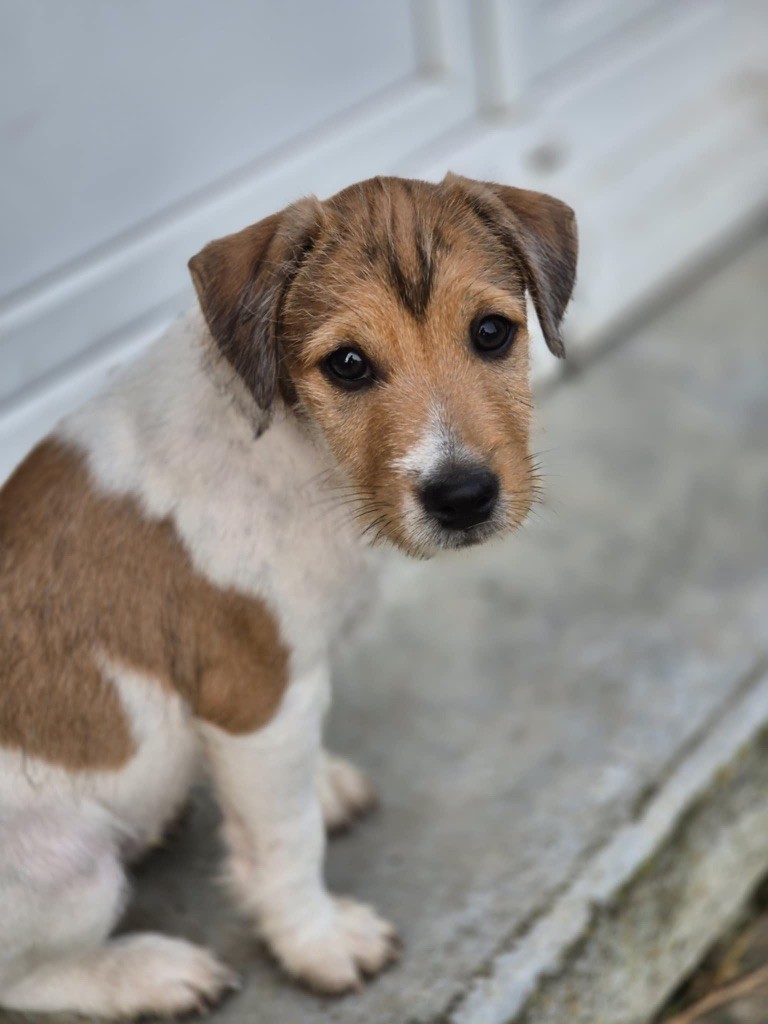 Du Rush En Saphir - Chiots disponibles - Parson Russell Terrier
