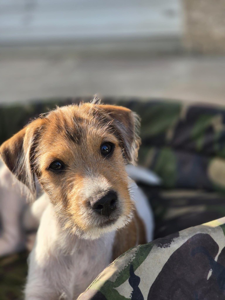Du Rush En Saphir - Chiots disponibles - Parson Russell Terrier
