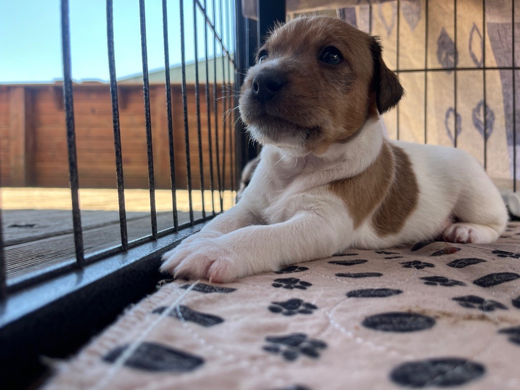 Du Rush En Saphir - Chiots disponibles - Parson Russell Terrier