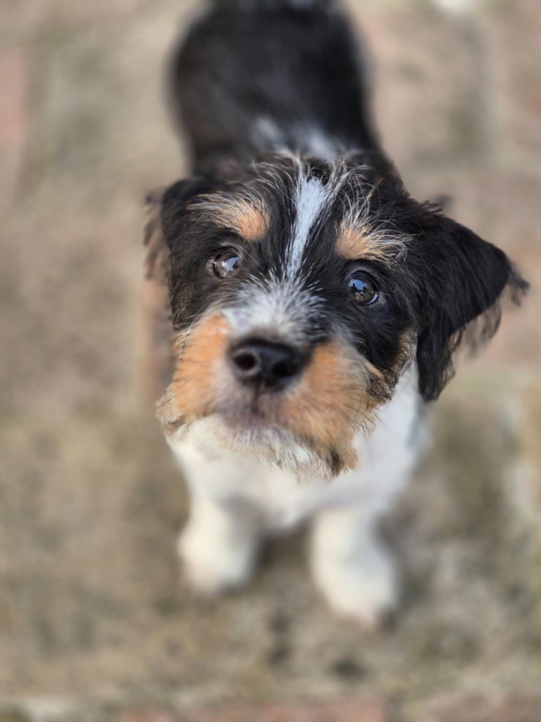 Du Rush En Saphir - Chiots disponibles - Parson Russell Terrier