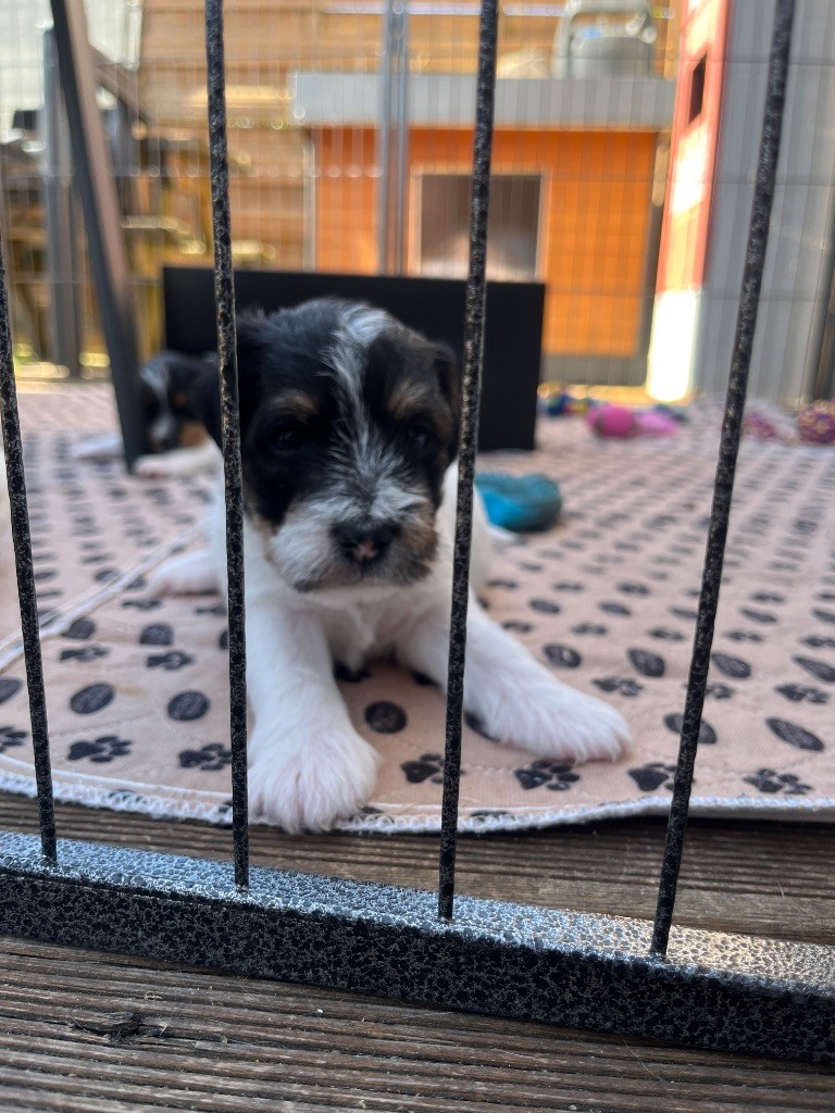 Du Rush En Saphir - Chiots disponibles - Parson Russell Terrier