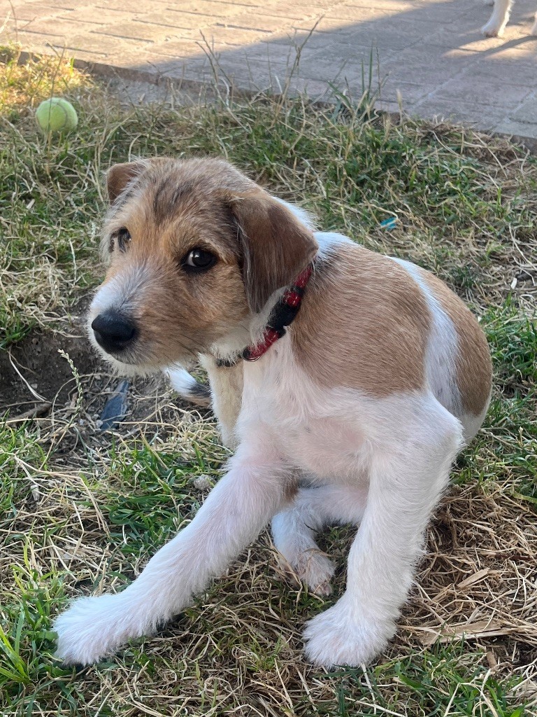 Du Rush En Saphir - Chiots disponibles - Parson Russell Terrier